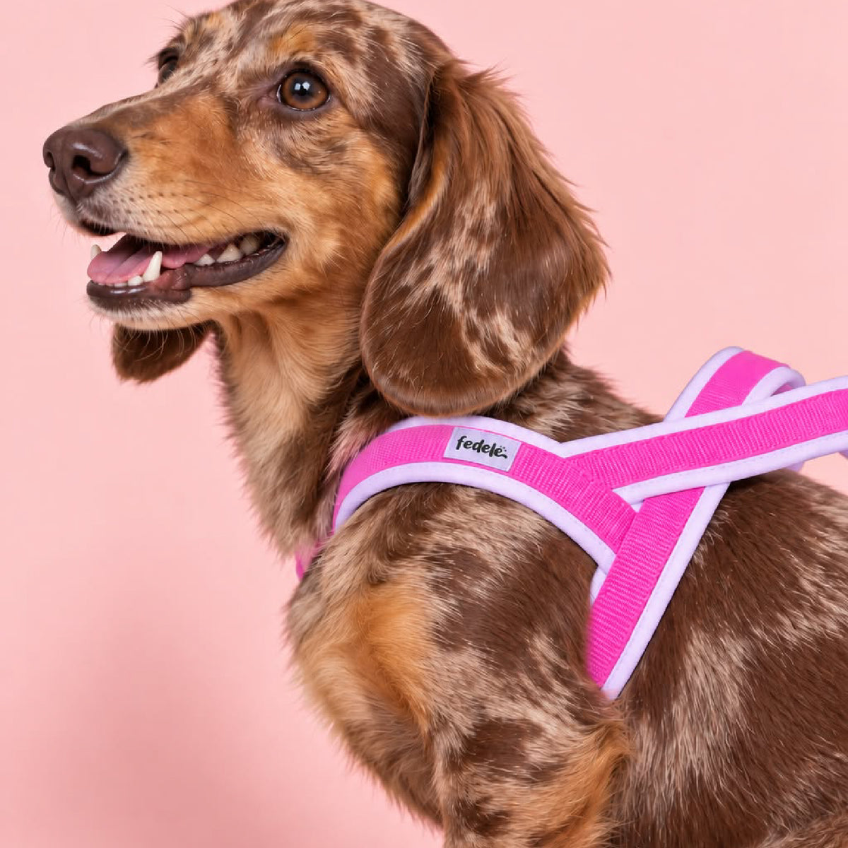 ARNES EN Y LILA FUCSIA