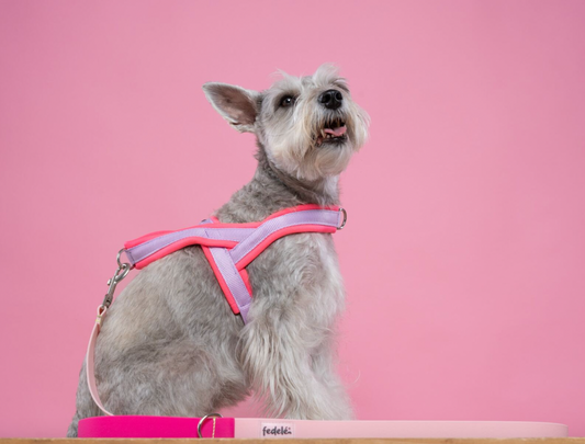 ARNES EN Y FUCSIA LILA