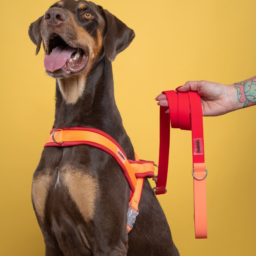 ARNES EN Y ROJO NARANJA