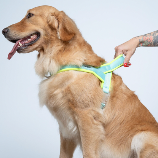 ARNES EN Y NEON AGUA