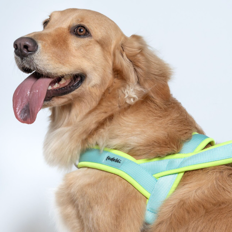 ARNES EN Y NEON AGUA