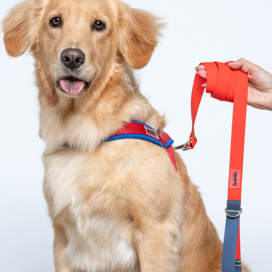 ARNES EN Y AZUL ROJO