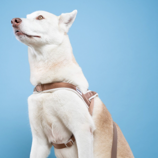 ARNES EN Y CAFE BEIGE