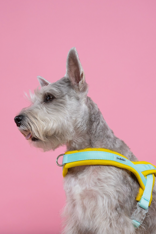 ARNES EN Y AMARILLO AGUA