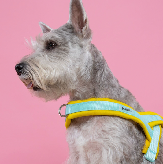 ARNES EN Y AMARILLO AGUA