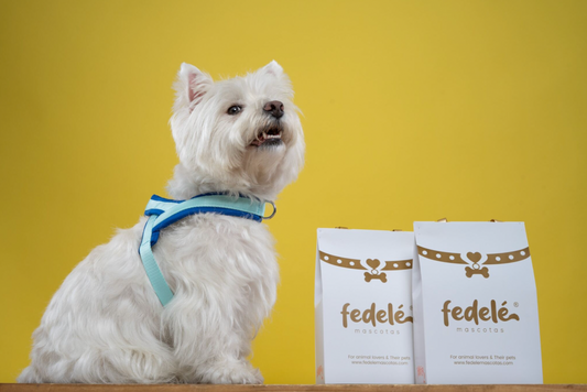 ARNES EN Y AZUL AGUA