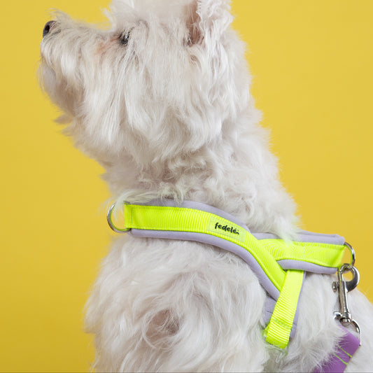 ARNES EN Y LILA NEON