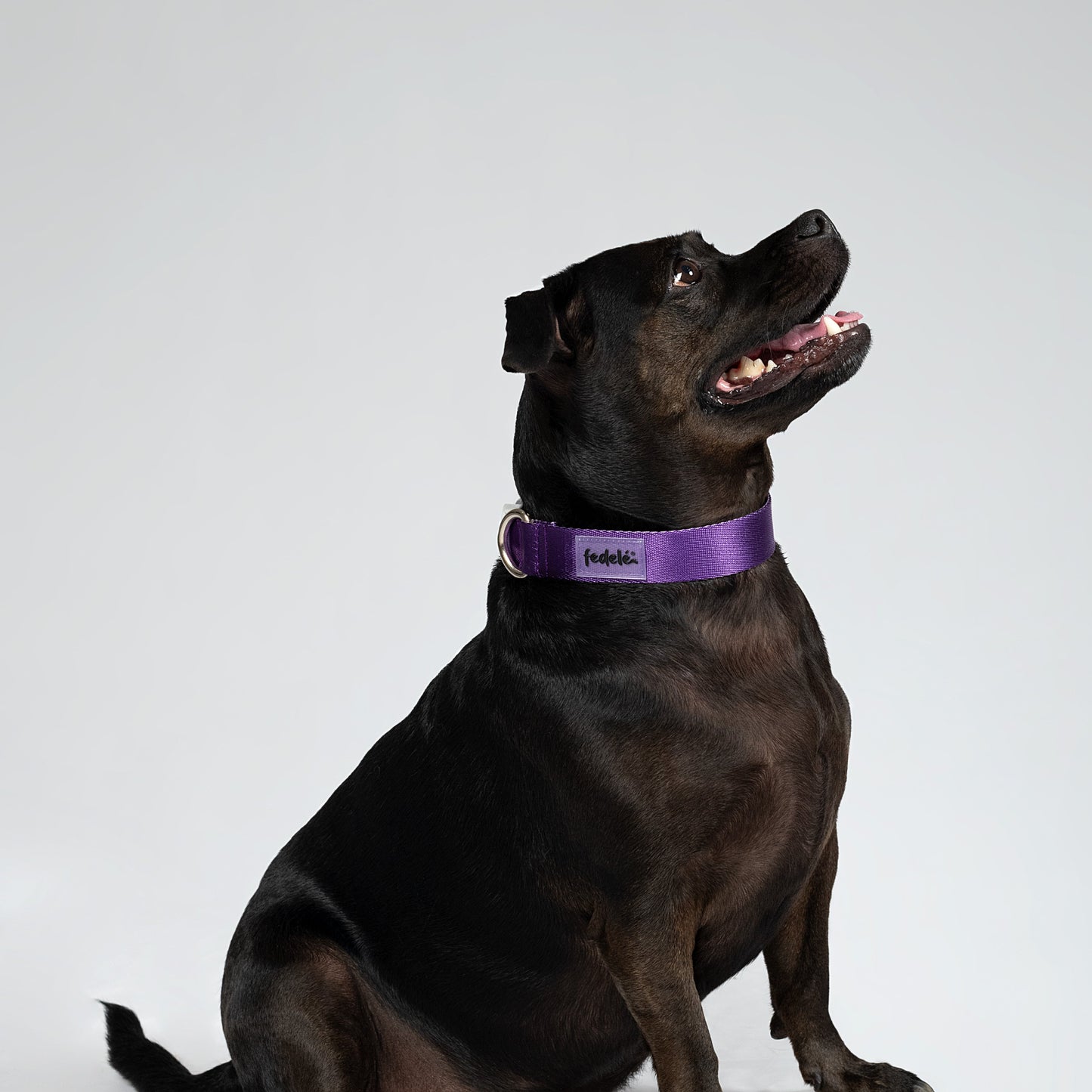 COLLAR BASIC MORA-LILA