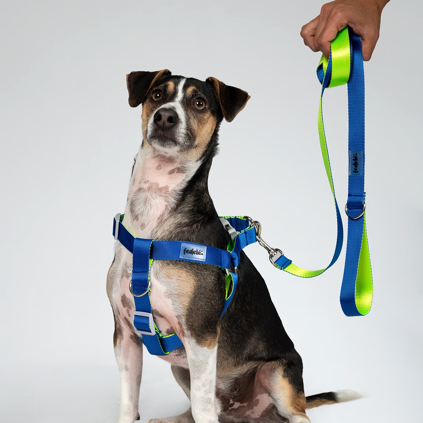 ARNES REATA BASIC AZUL - NEON