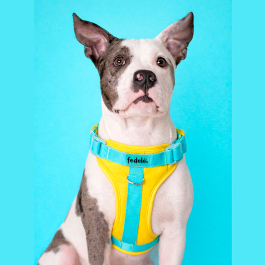 PECHERA AMARILLO - AGUA MARINA