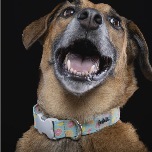 COLLAR LEMON