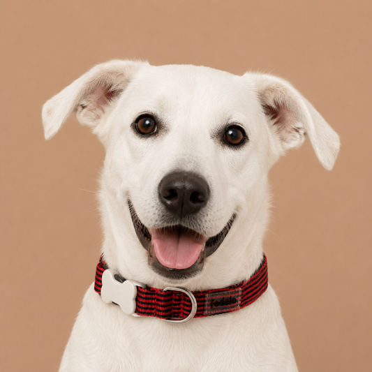 COLLAR REATA CLASSIC RAYAS (DONA X COLOMBIA)