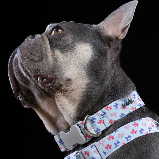COLLAR DOG BALLON