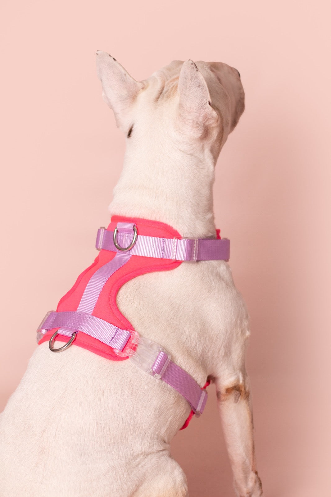 PECHERA FUCSIA - LILA