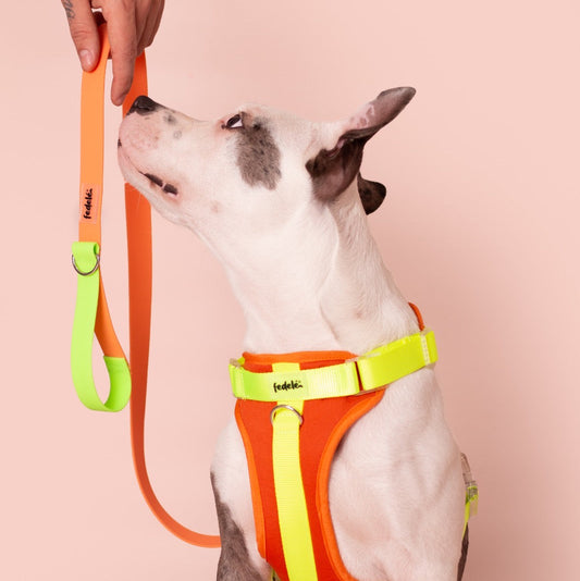 CORREA PAW PROOF NARANJA