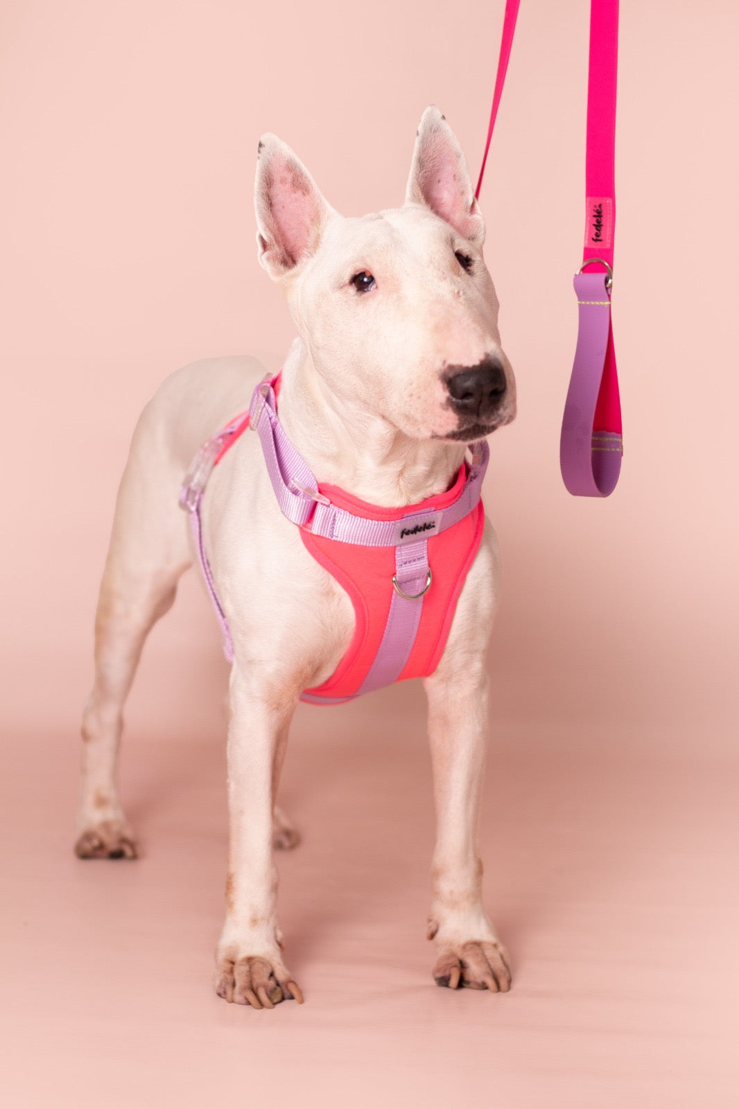 PECHERA FUCSIA - LILA