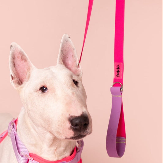 CORREA PAW PROOF FUCSIA