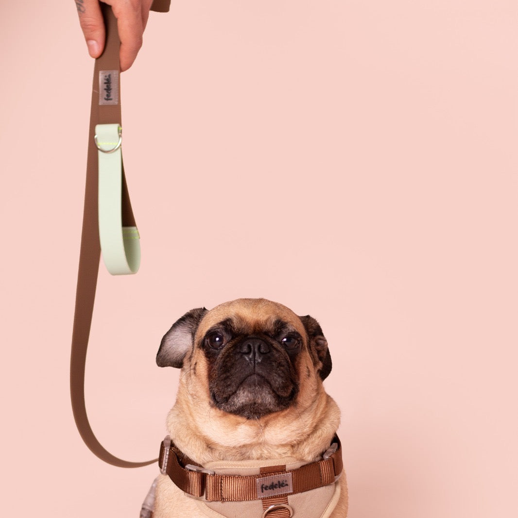 CORREA PAW PROOF CAFE