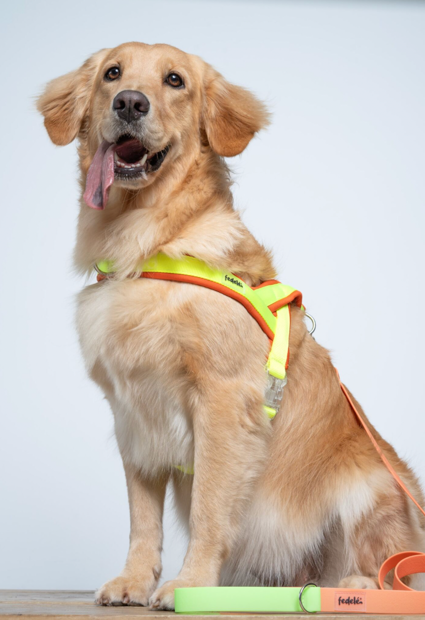 ARNES EN Y NARANJA NEON