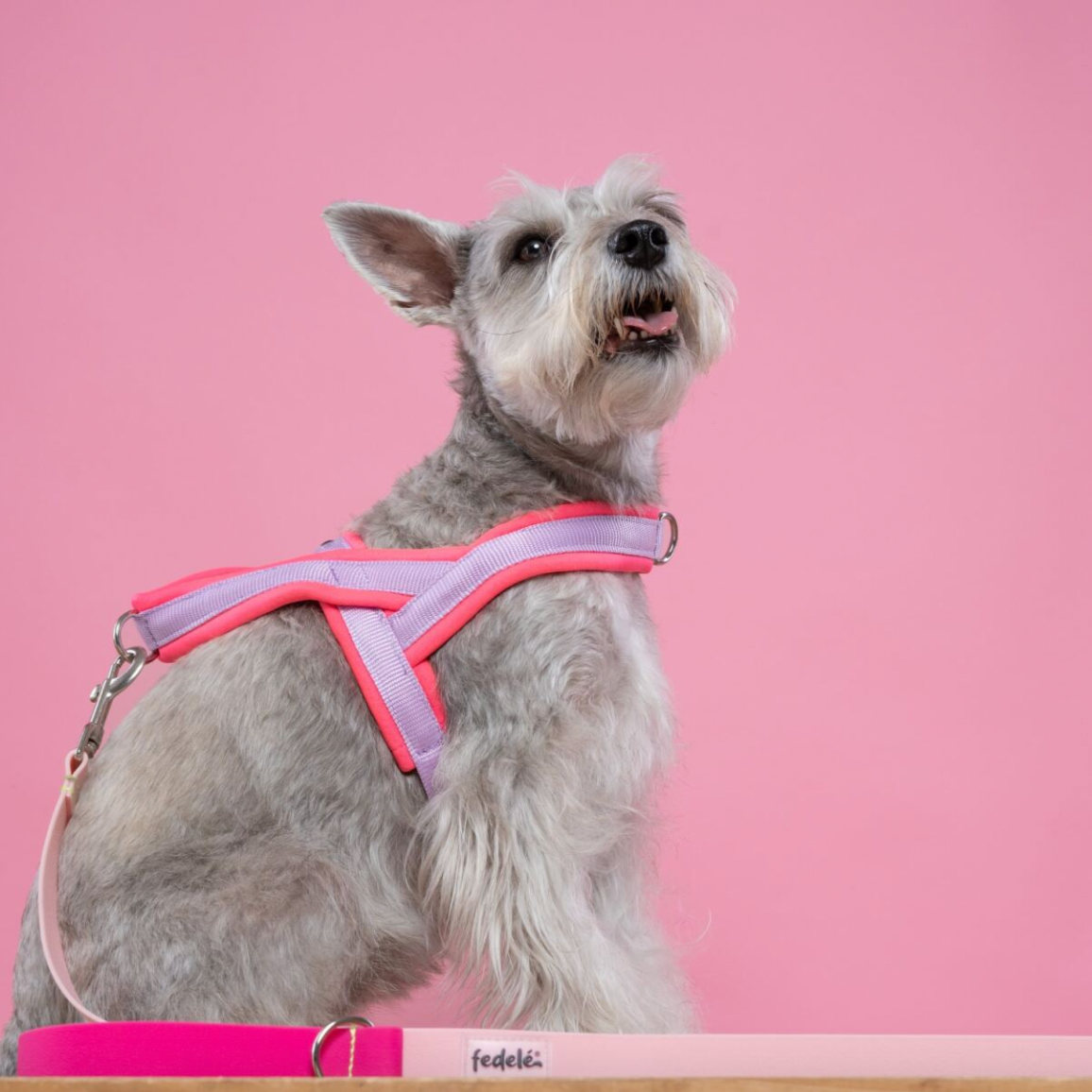 ARNES EN Y FUCSIA LILA