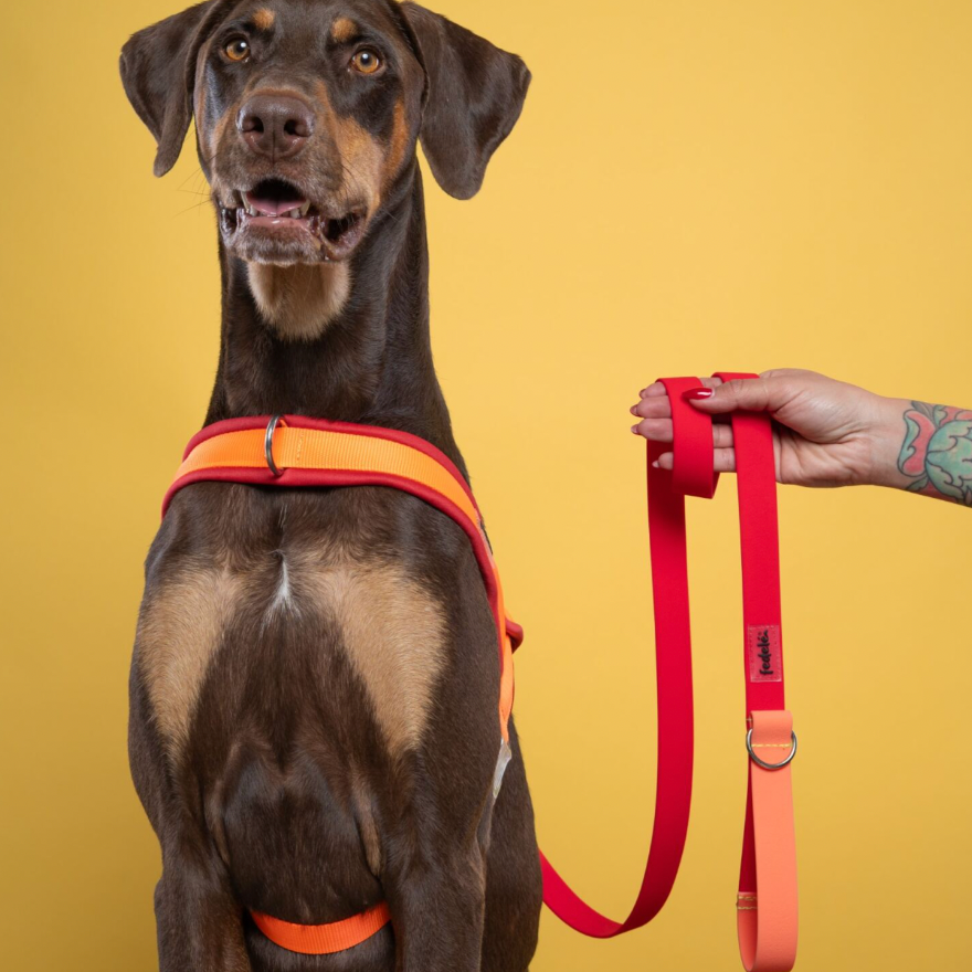 ARNES EN Y ROJO NARANJA