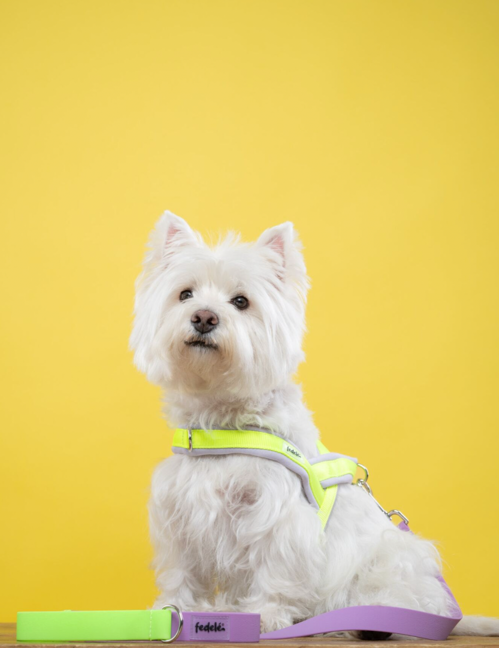 ARNES EN Y LILA NEON