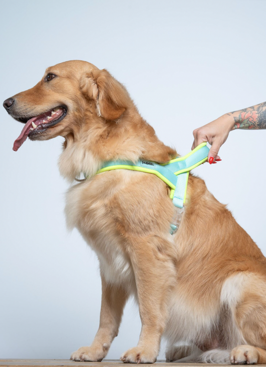 ARNES EN Y NEON AGUA