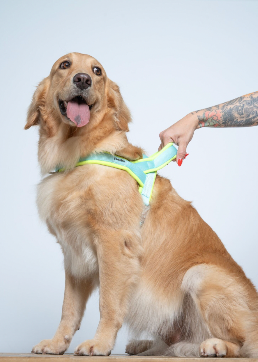 ARNES EN Y NEON AGUA