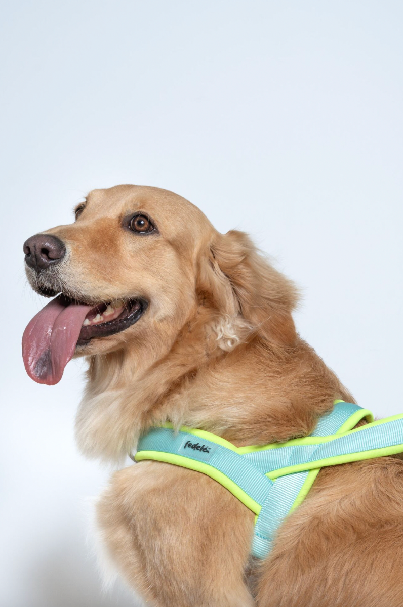 ARNES EN Y NEON AGUA