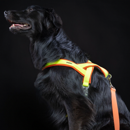 ARNES EN Y NARANJA NEON