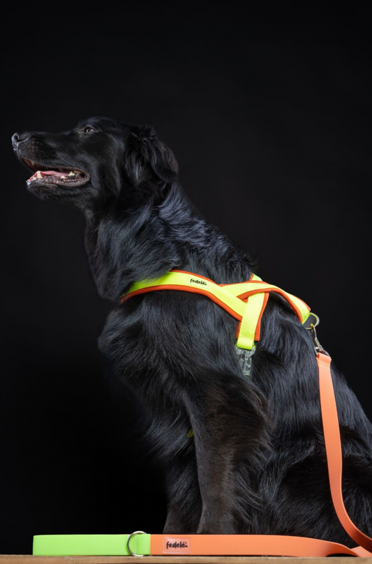 ARNES EN Y NARANJA NEON