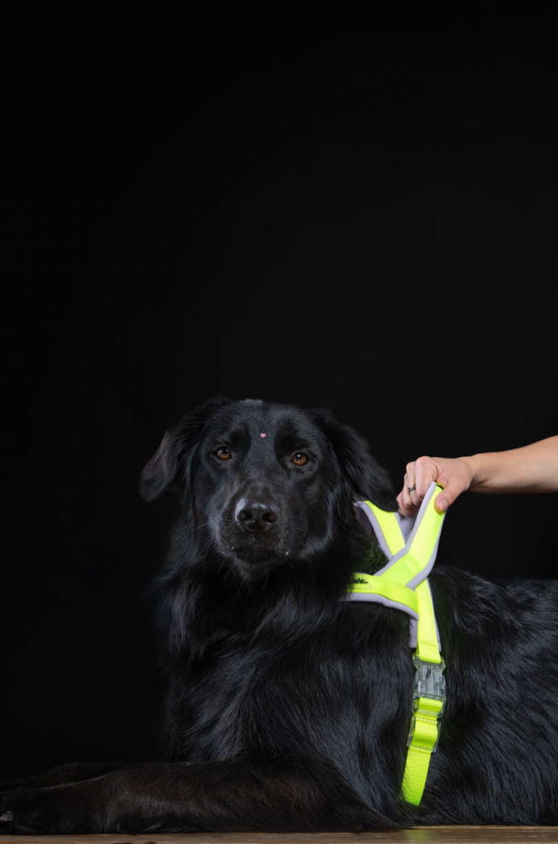 ARNES EN Y NEON AGUA