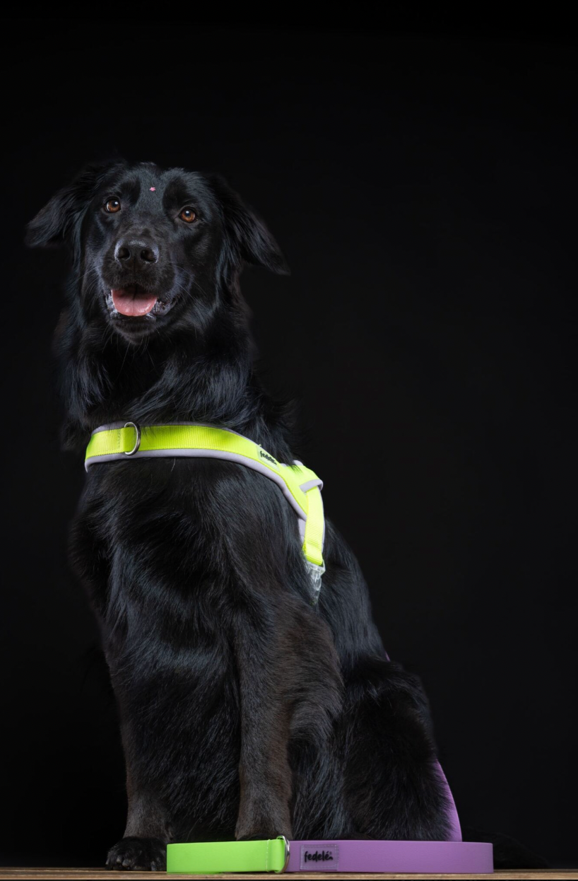 ARNES EN Y LILA NEON