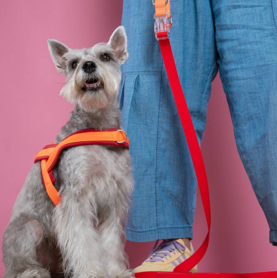 ARNES EN Y ROJO NARANJA