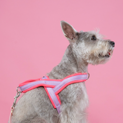 ARNES EN Y FUCSIA LILA