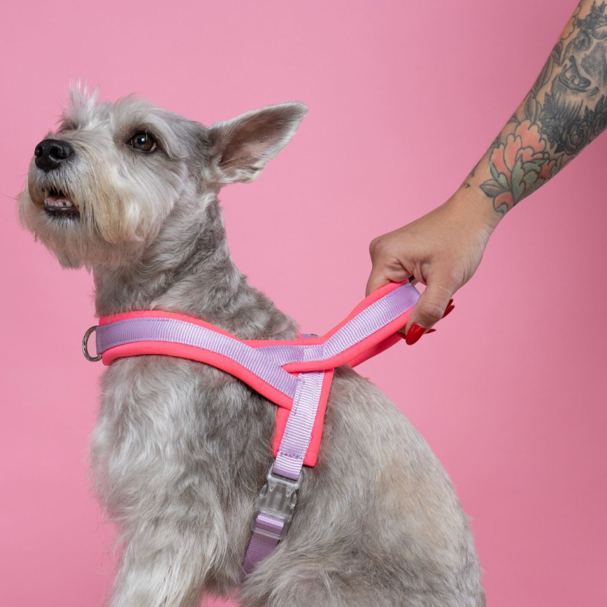 ARNES EN Y FUCSIA LILA