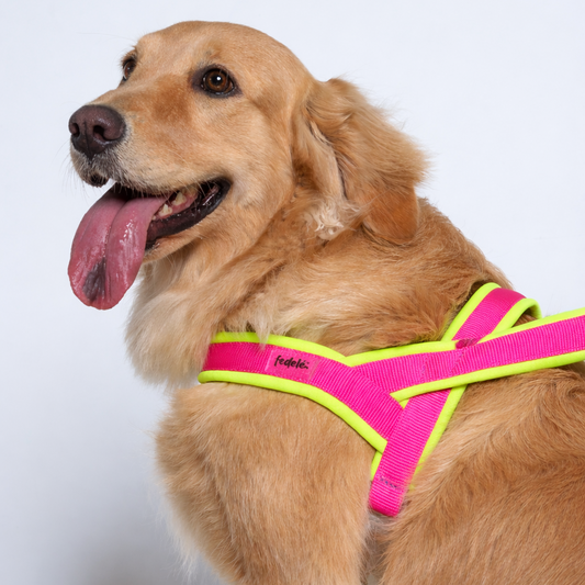 ARNES EN Y NEON FUCSIA