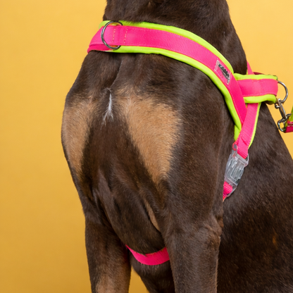 ARNES EN Y NEON FUCSIA