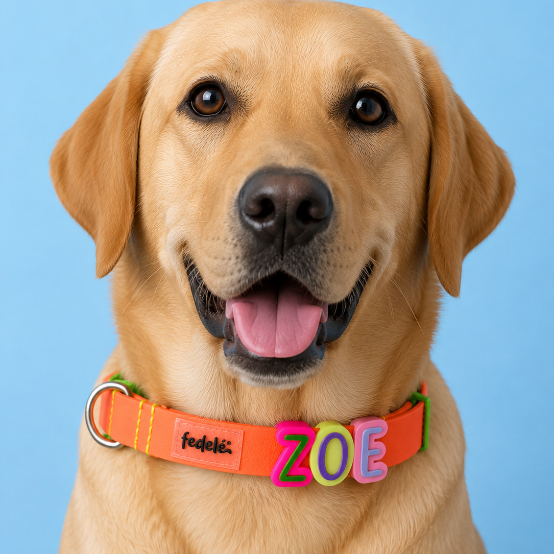 Collar en Goma Personalizado con Charms Deluxe