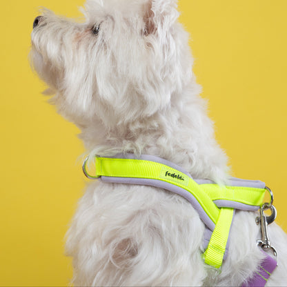 ARNES EN Y LILA NEON