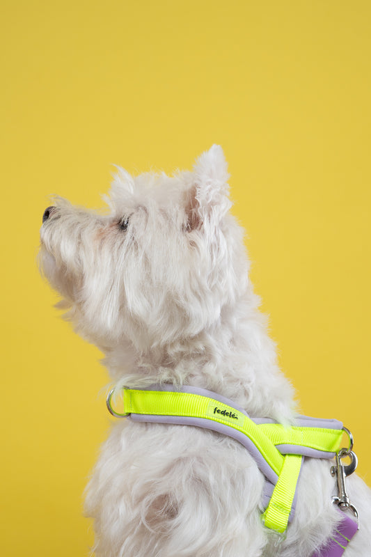 ARNES EN Y LILA NEON