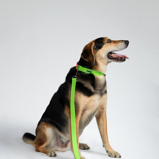 COLLAR PAW PROOF VERDE LIMON