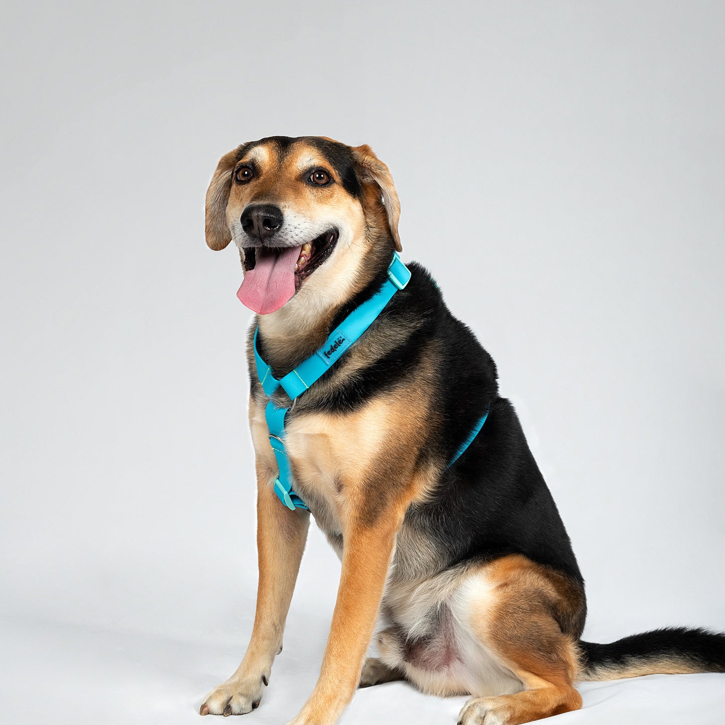 COMBO PAWPROOF AZUL MARINO