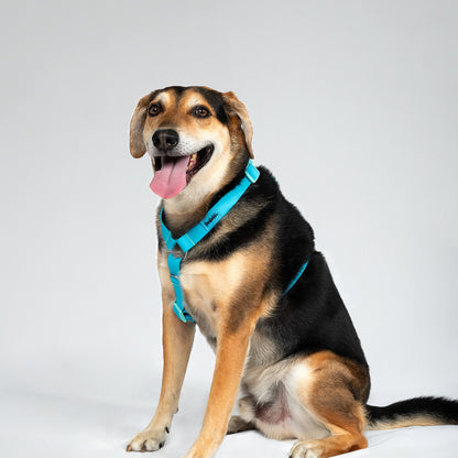 ARNES PAW PROOF AZUL MARINO
