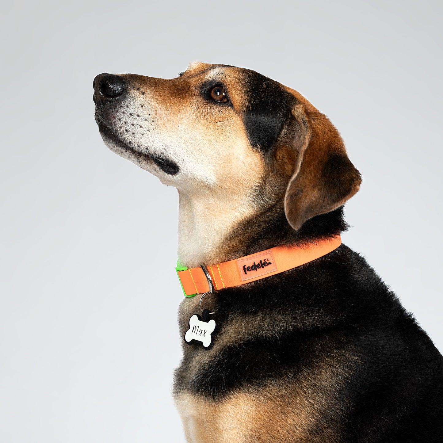 COLLAR PAW PROOF NARANJA