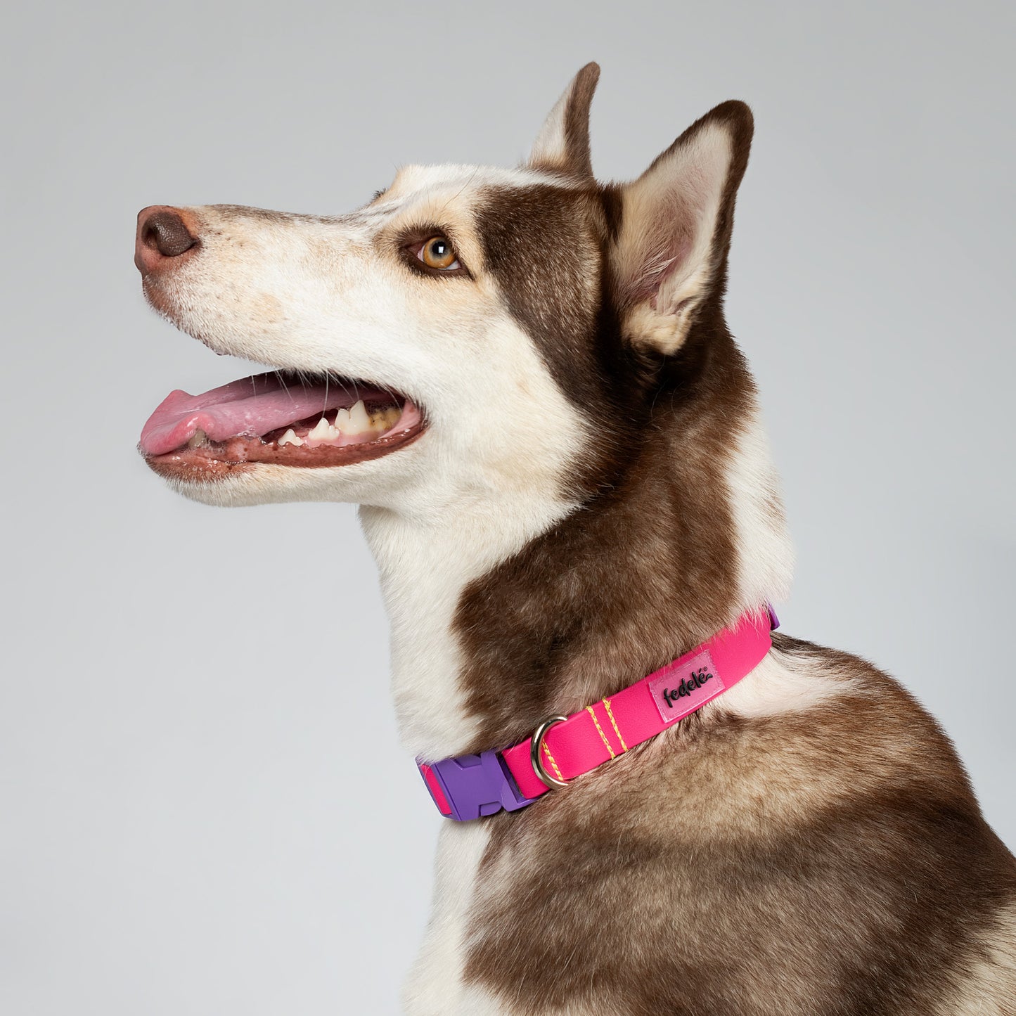 COLLAR PAW PROOF FUCSIA