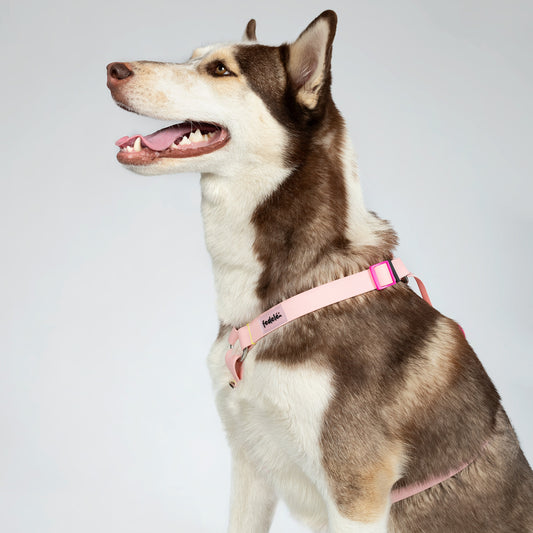 COMBO PAW PROOF ROSA