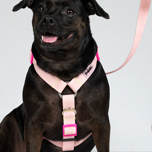 ARNES PAW PROOF ROSA