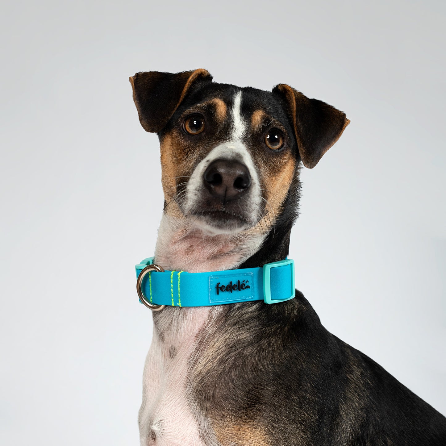 COLLAR PAW PROOF AZUL MARINO