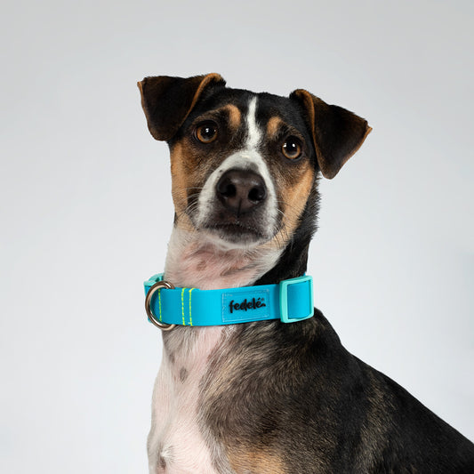 COLLAR PAW PROOF AZUL MARINO